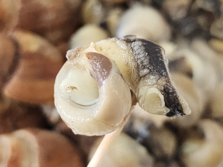 408879_detail_94.jpg