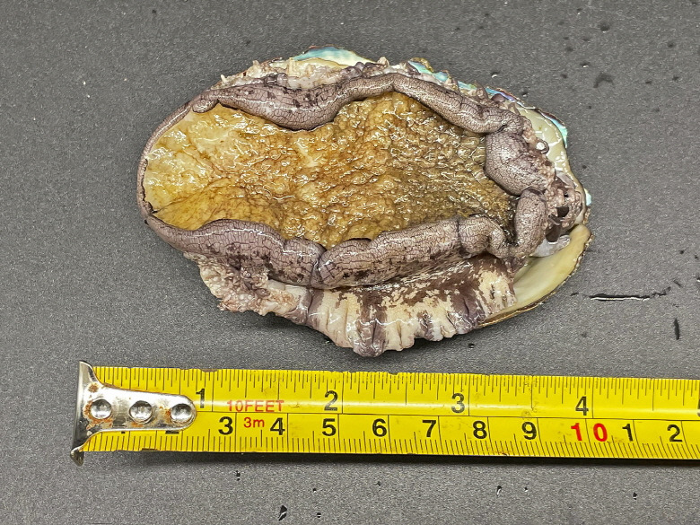 586519_detail_28.jpg