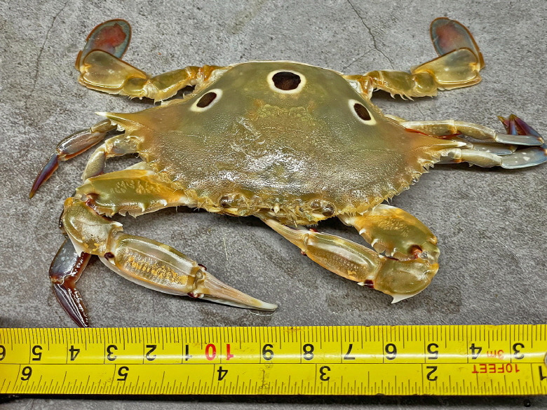 589932_detail_36.jpg