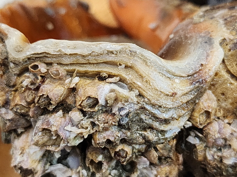 590553_detail_16.jpg