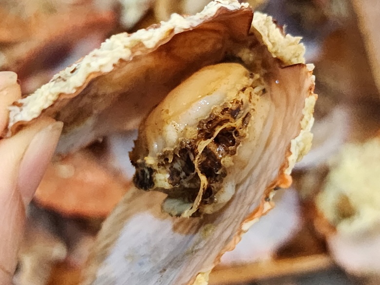 623181_detail_23.jpg