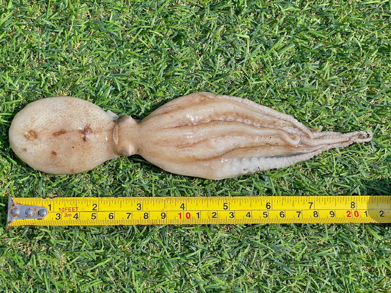 635158_detail_25.jpg