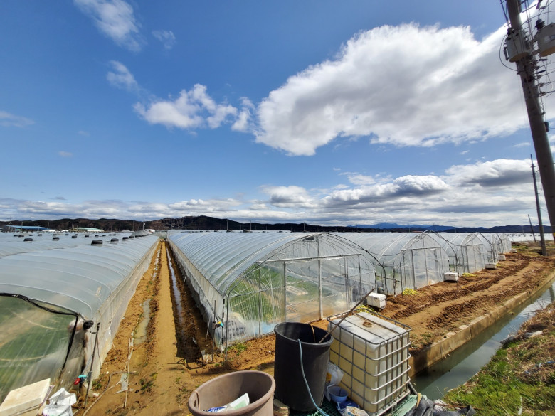 555991_detail_1.jpg