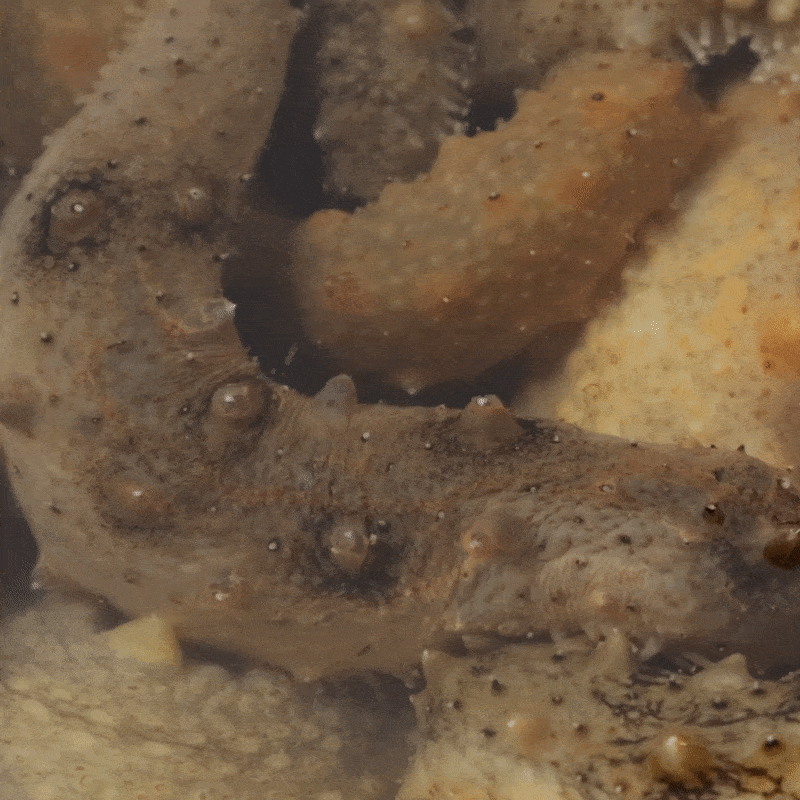 66457696_detail_4.gif